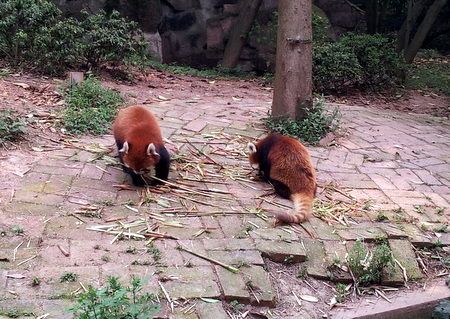 Røde pandaer