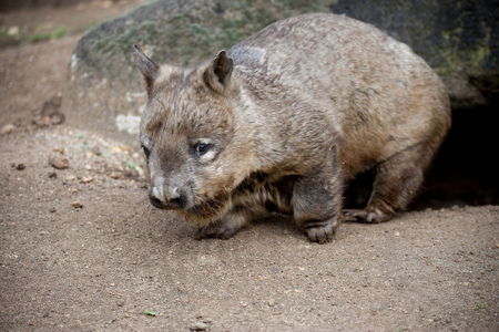 Wombat i Melbourne Zoo