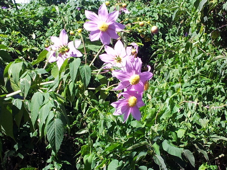 Blomster i nasjonalparken Los Volcanos