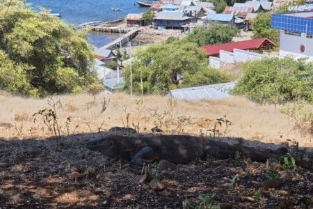 Komodovaranen holder til rett utenfor landsbyen
